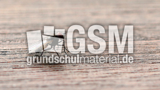 Stubenfliege (2).jpg